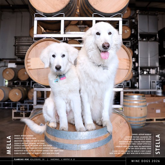 2026 Calendar - Wine Dogs